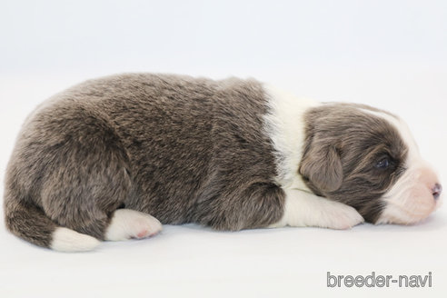 成約済の神奈川県のボーダーコリー-359948の5枚目